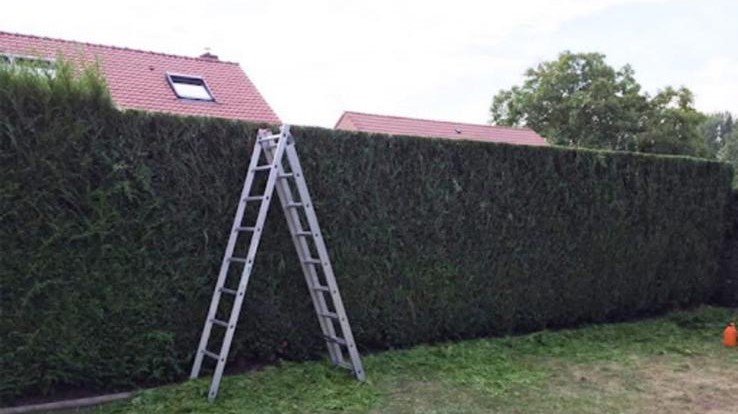 Haie géométrique taillée avec précision